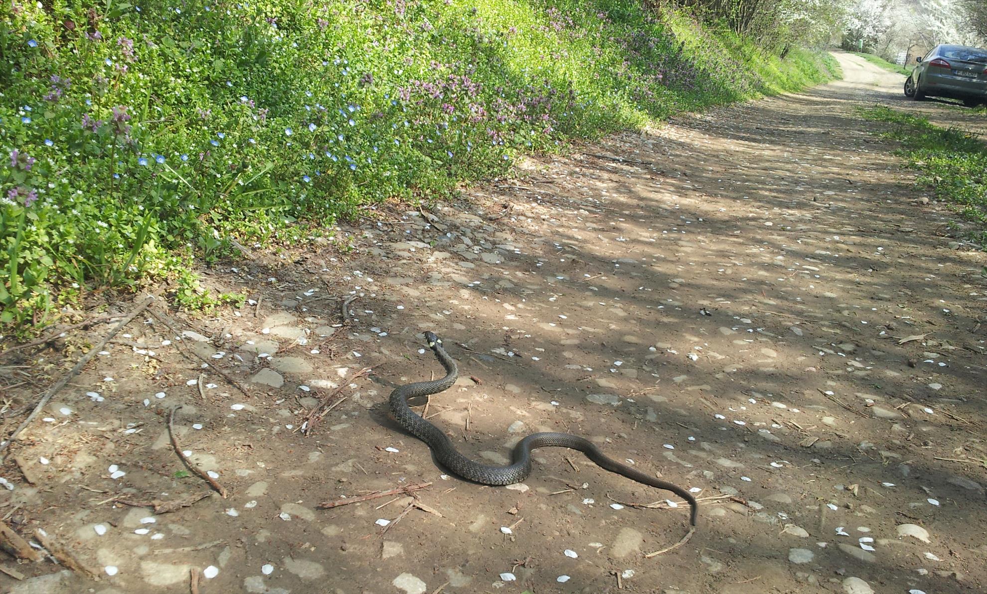 Tancabesti 28 - 29 mar. - 20140329101429.jpg